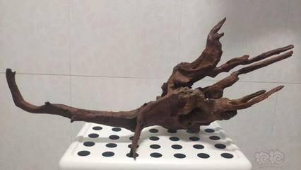 沉木對龍魚有什么好處：沉木對龍魚的作用和作用 沉木對龍魚有什么好處：沉木對龍魚的作用和作用 龍魚百科 第1張