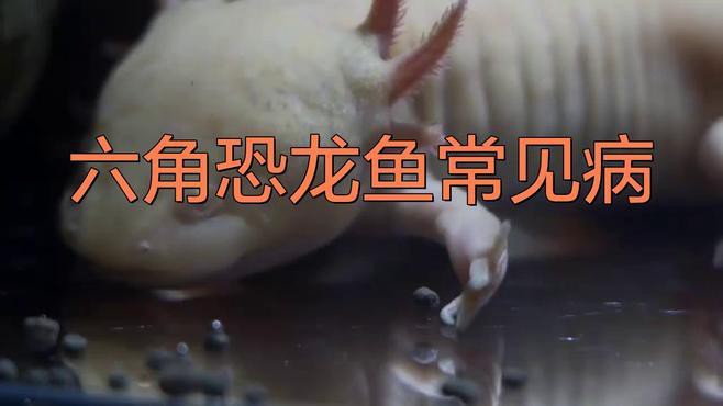 如何判斷六角恐龍魚是否感染？
