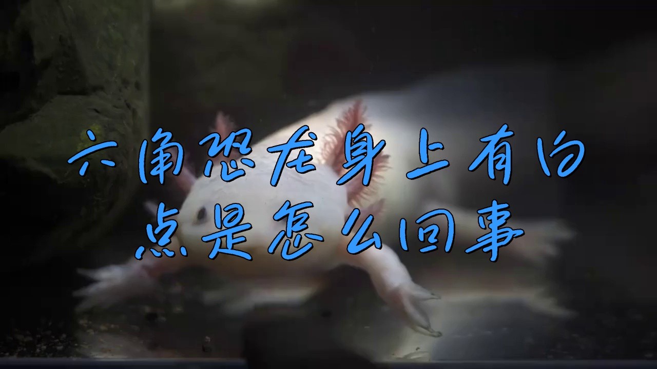 如何判斷六角恐龍魚是否感染？