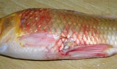 龍魚鱗下出血：龍魚鱗下出血可能是由多種原因引起的，治療方案需要注意 龍魚鱗下出血：龍魚鱗下出血可能是由多種原因引起的，治療方案需要注意 龍魚百科 第3張