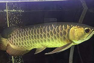 龍魚做檢疫用關燈嗎：龍魚檢疫期間如何控制水溫 龍魚做檢疫用關燈嗎：龍魚檢疫期間如何控制水溫 龍魚百科 第5張