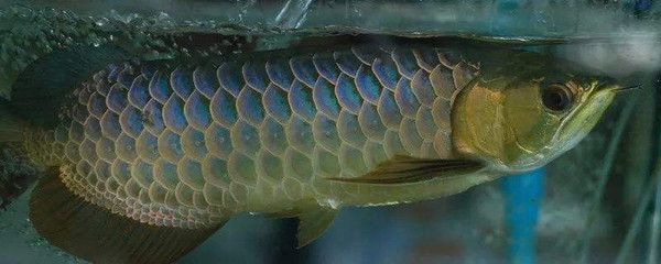 龍魚尾巴長刺狀物有毛：龍魚尾巴長刺狀物并伴有毛發
