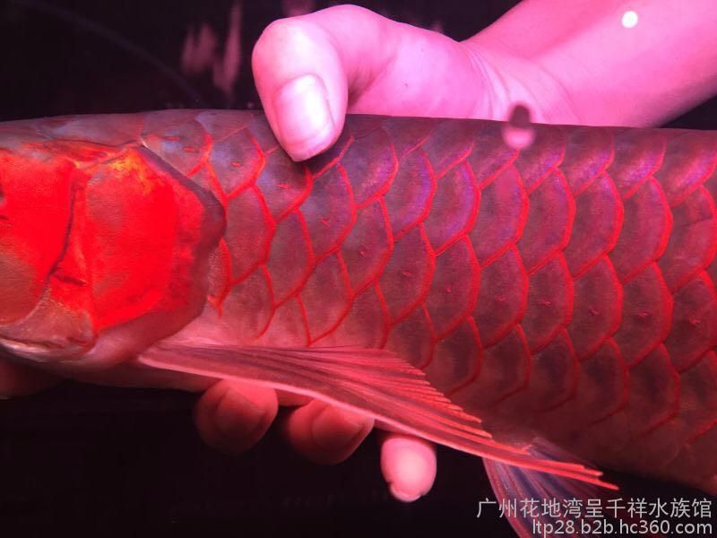 赤血紅龍魚好不好：赤血紅龍魚市場價格趨勢,如何鑒別高品質赤血紅龍魚