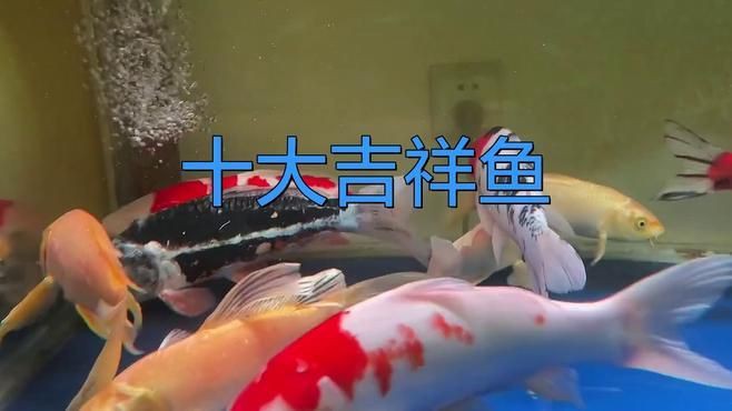 十大最吉利魚有哪些？