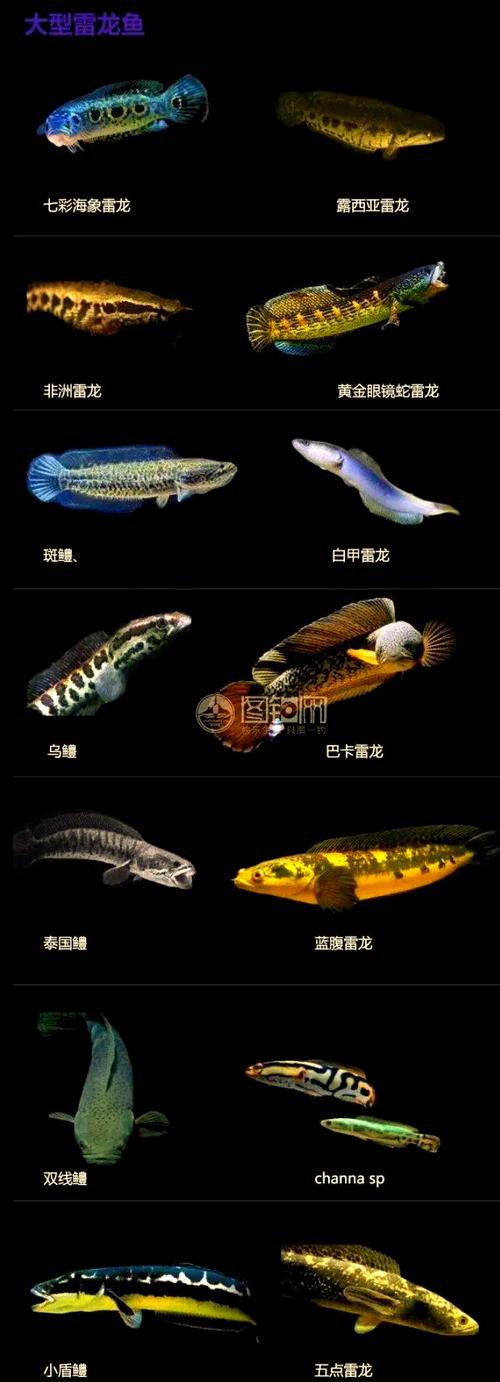 什么叫雷龍魚的圖片