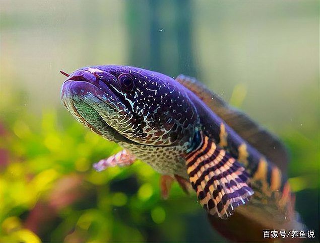 什么叫雷龍魚的圖片