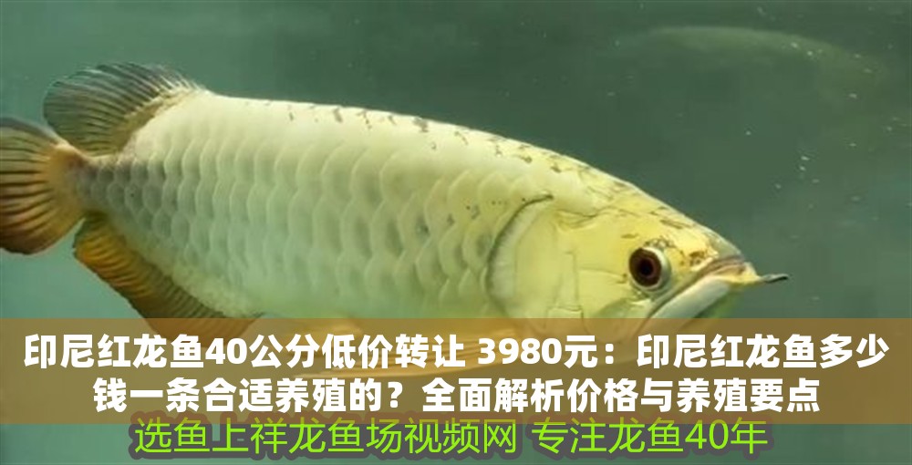 印尼紅龍魚40公分低價轉(zhuǎn)讓 3980元：印尼紅龍魚多少錢一條合適養(yǎng)殖的？全面解析價格與養(yǎng)殖要點