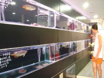 哪里有龍魚（根據(jù)搜索結(jié)果整理的一些購買龍魚的地點(diǎn)）