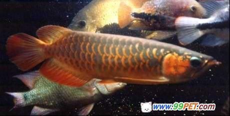 龍魚苗怎么選品相圖解大全：如何辨別龍魚苗健康狀態龍魚苗品種特性對比表