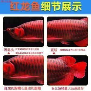 龍魚苗怎么選品相圖解大全：如何辨別龍魚苗健康狀態龍魚苗品種特性對比表