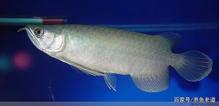 推薦一些星點龍魚混養案例 推薦一些星點龍魚混養案例 龍魚百科 第8張
