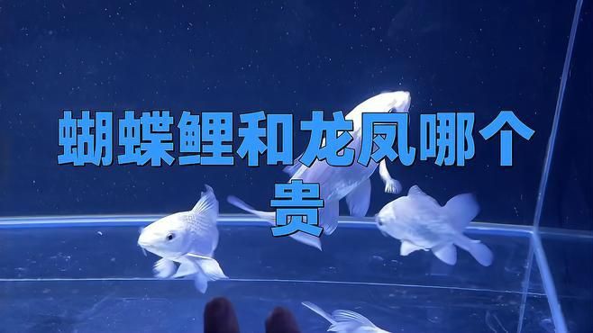龍鳳錦鯉價格