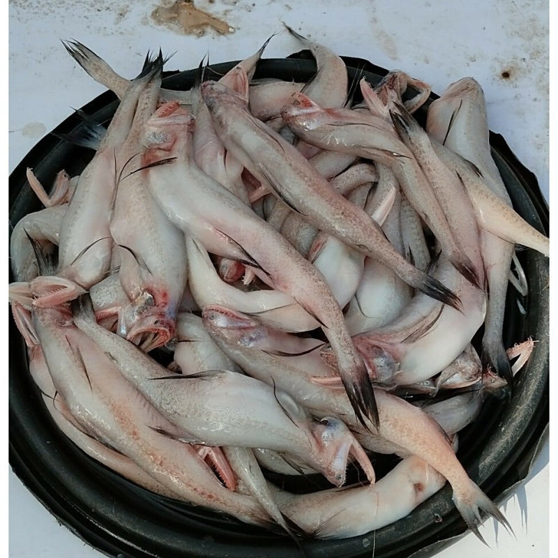 舟山龍魚叫什么名字來著