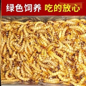 20厘米金龍魚一次吃多少個面包蟲合適（對于20厘米的金龍魚，適量的面包蟲喂食應考慮到營養均衡和避免過量喂養）