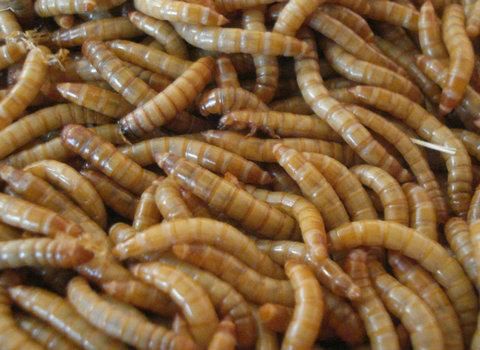 20厘米金龍魚一次吃多少個面包蟲合適（對于20厘米的金龍魚，適量的面包蟲喂食應考慮到營養均衡和避免過量喂養）