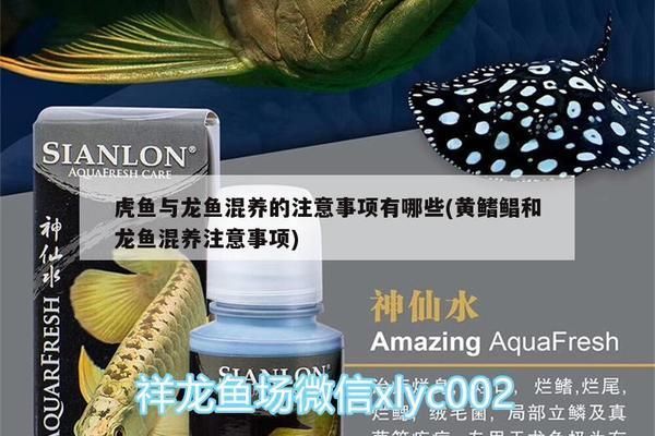 龍魚(yú)和虎魚(yú)混養(yǎng)數(shù)量大嗎：龍魚(yú)和虎魚(yú)混養(yǎng)的數(shù)量并不是絕對(duì)的，而是取決于多種因素