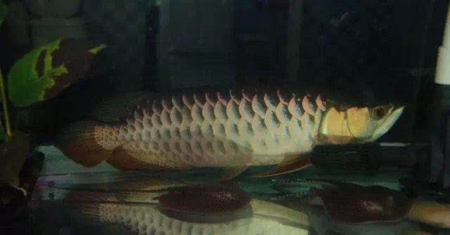龍魚愛趴缸（龍魚喜歡趴缸的幾種原因及應對方法）