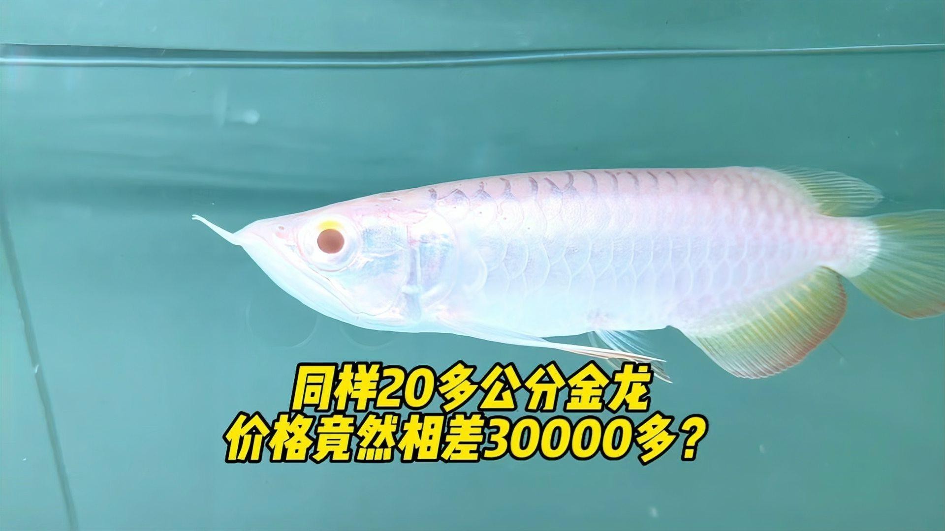 金龍魚價格多少錢一只圖片大全集