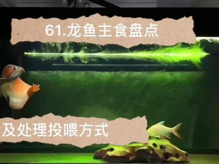 金龍魚活體飼料怎么喂