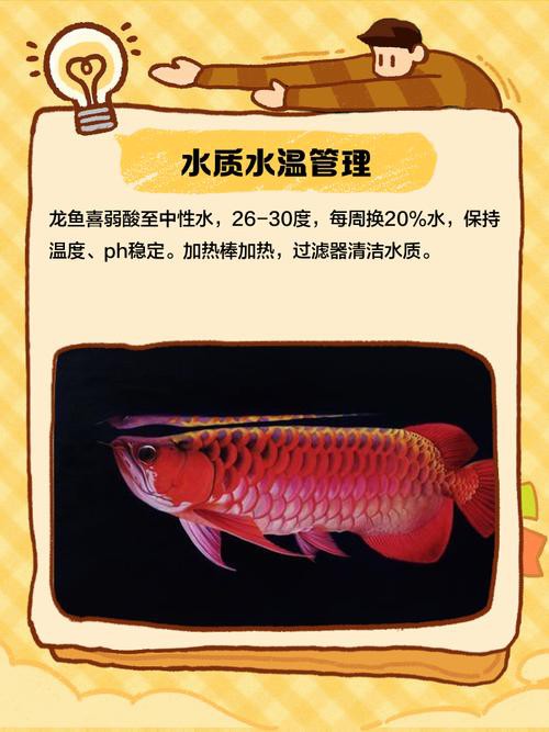 金龍魚注意什么 金龍魚注意什么 龍魚百科 第6張