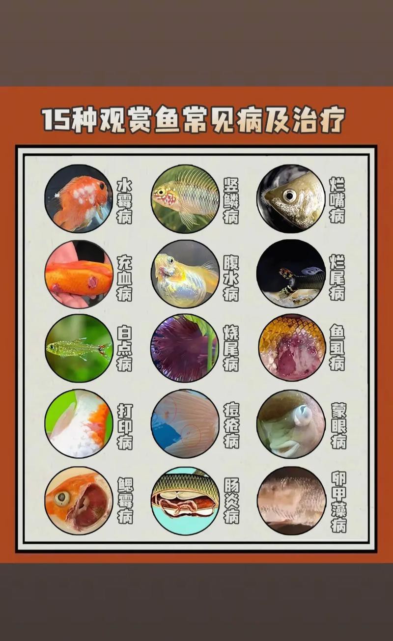 金龍魚注意什么 金龍魚注意什么 龍魚百科 第14張