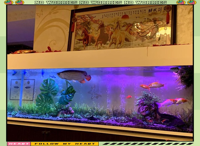 金龍魚魚缸背景圖片大全