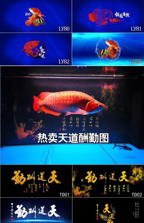 金龍魚魚缸背景圖片大全