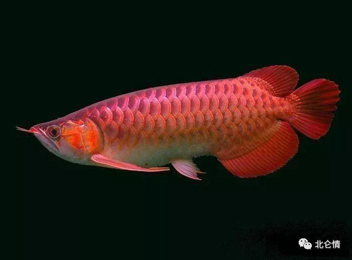 金龍魚魚缸背景圖片大全