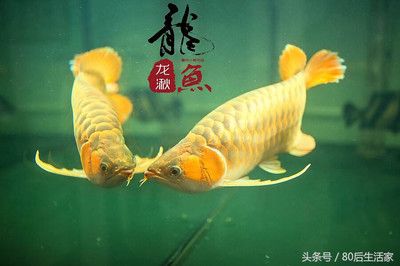 龍魚在風水中的作用與功效：龍魚在風水中的應用與作用