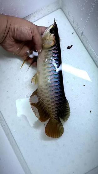 觀賞龍魚圖片欣賞大全大圖高清