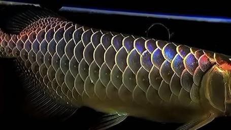 觀賞龍魚圖片欣賞大全大圖高清