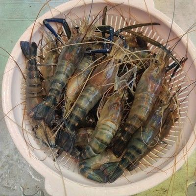 小龍魚是海鮮嗎：小龍魚是一種淡水魚嗎？