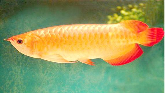 白銀龍魚價格表圖片大全