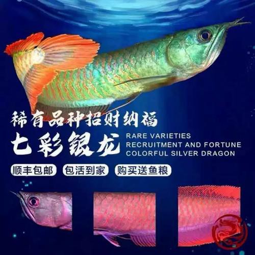 白銀龍魚價格表圖片大全