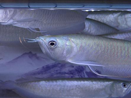 白銀龍魚價格表圖片大全