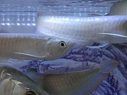 白銀龍魚價格表圖片大全