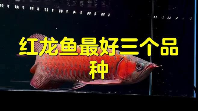 怎么看紅龍魚的好壞圖解