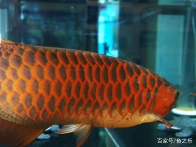 紅龍魚的發色過程（紅龍魚的發色過程你了解嗎？）