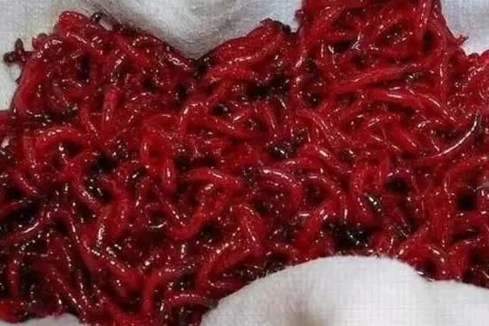 紅龍魚如何驅蟲：紅龍魚的驅蟲方法