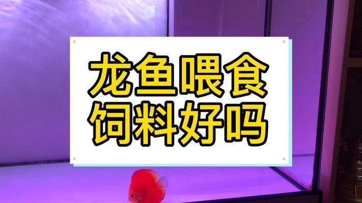 龍魚多久可以不喂食：龍魚喂養常見的食物有哪些(龍魚的最佳食物