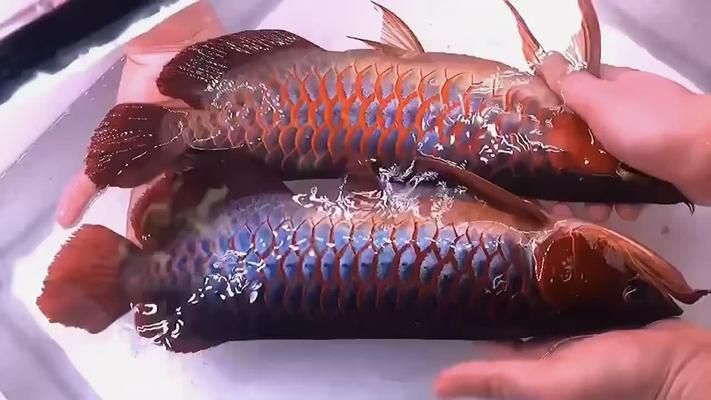 紅龍魚不游怎么了：紅龍魚不游動可能是由多種因素引起的，處理方法是由多種因素引起的