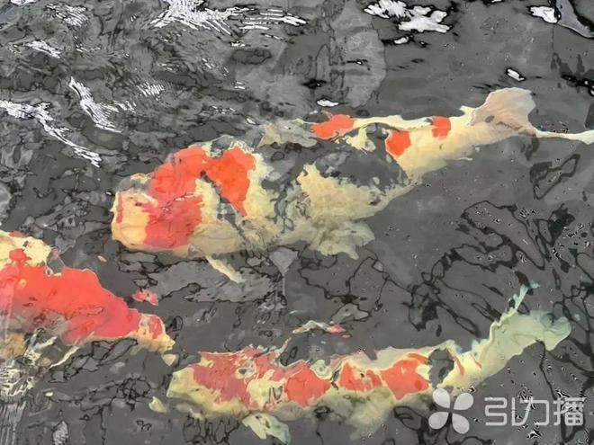 賽級龍魚貴還是金魚貴