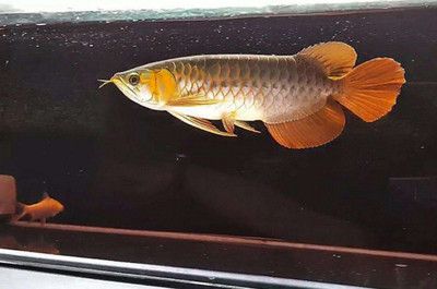 金龍魚吃啥食物能死的快些：金龍魚吃什么食物最好
