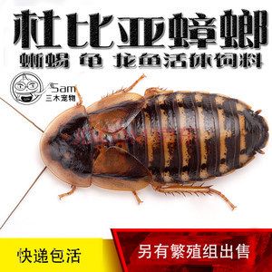 龍魚吃啥能變色啊圖片視頻大全：如何給龍魚殺菌消毒,紅龍魚最佳飼養環境,龍魚發色效果對比圖 龍魚吃啥能變色啊圖片視頻大全：如何給龍魚殺菌消毒,紅龍魚最佳飼養環境,龍魚發色效果對比圖 龍魚百科 第1張