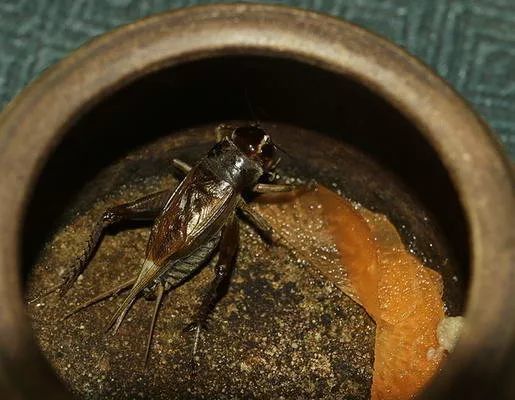 龍魚吃啥能變色啊圖片視頻大全：如何給龍魚殺菌消毒,紅龍魚最佳飼養環境,龍魚發色效果對比圖 龍魚吃啥能變色啊圖片視頻大全：如何給龍魚殺菌消毒,紅龍魚最佳飼養環境,龍魚發色效果對比圖 龍魚百科 第5張