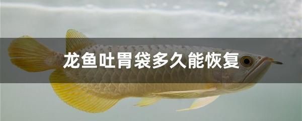 龍魚吃了吐出來再吃：龍魚吃了吐出來再吃可能由多種因素引起