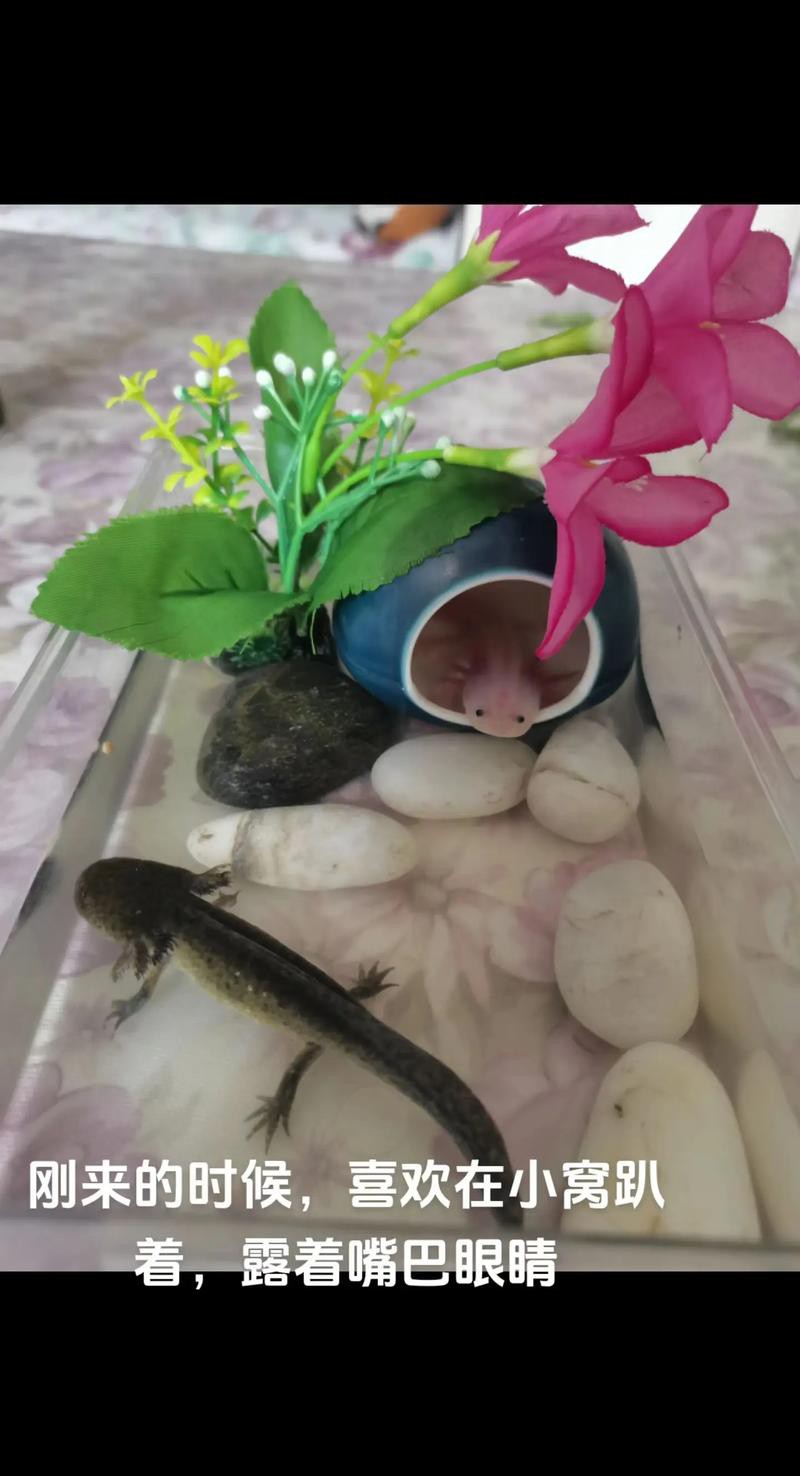 六角恐龍魚怎么養及喂養技巧圖解大全