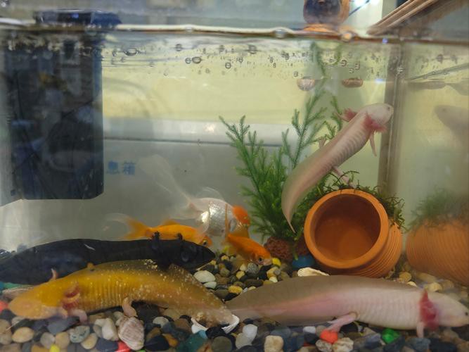 六角恐龍魚怎么養及喂養技巧圖解大全