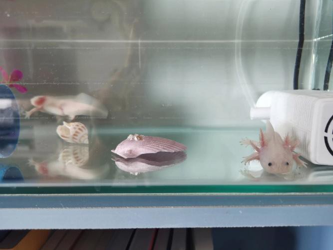 六角恐龍魚怎么養及喂養技巧圖解大全