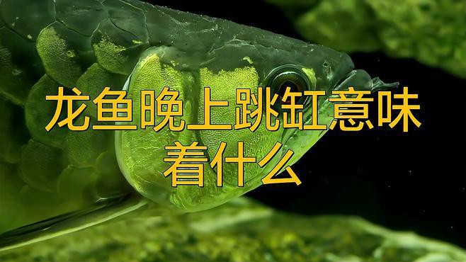 如何預(yù)防龍魚(yú)再次跳缸？